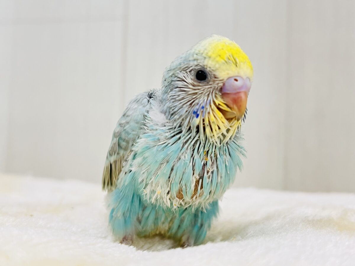 エメラルドの輝き✨💎セキセイインコのパステルレインボー エメラルドの輝き✨💎セキセイインコのパステルレインボー