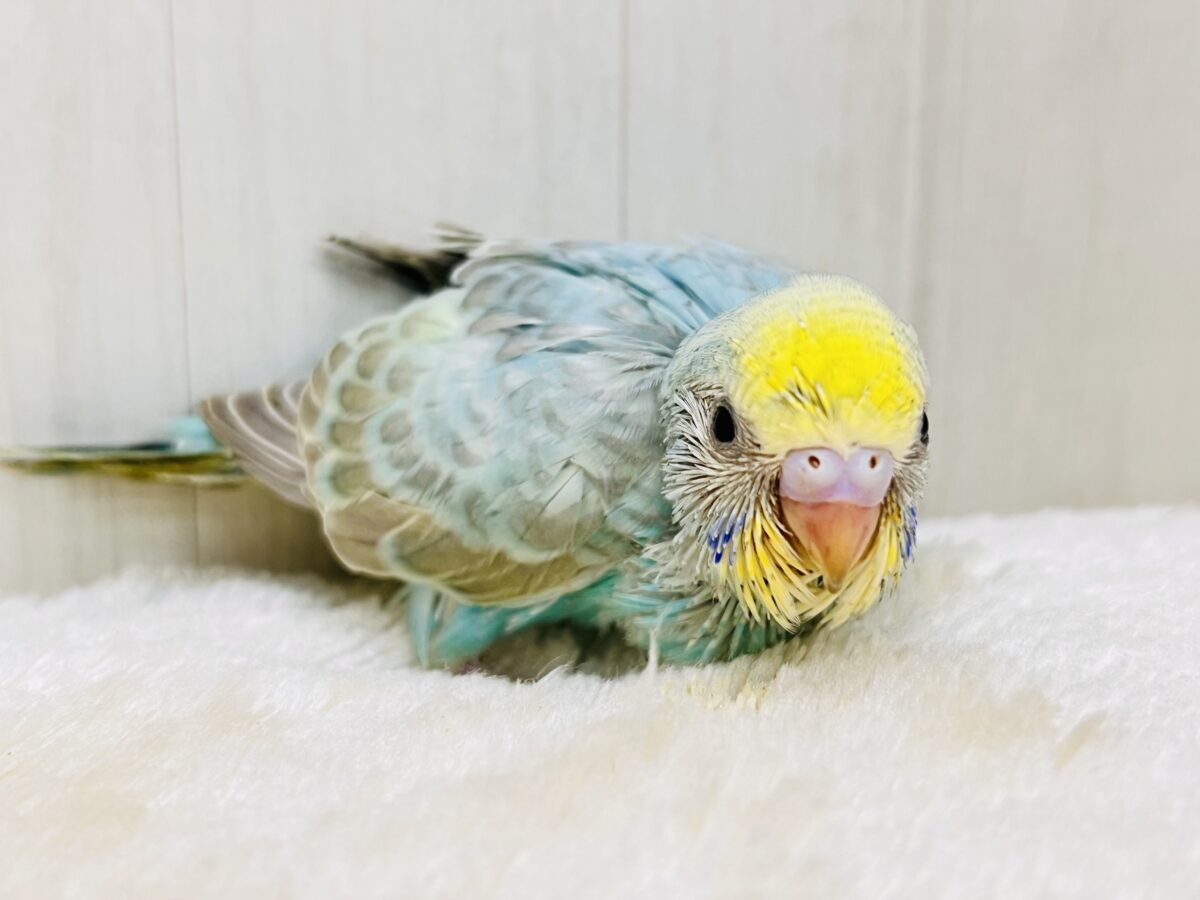 エメラルドの輝き✨💎セキセイインコのパステルレインボー セキセイインコ