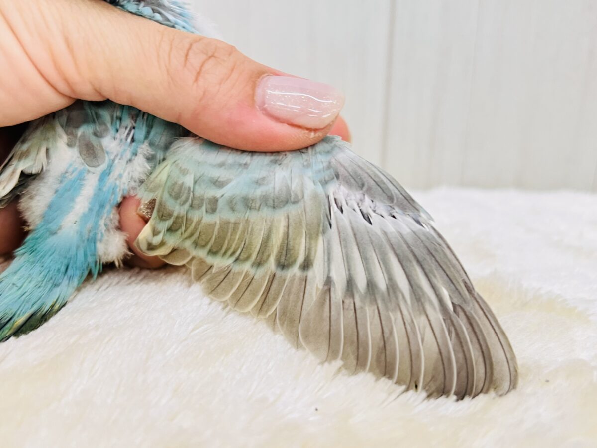 エメラルドの輝き✨💎セキセイインコのパステルレインボー セキセイインコ