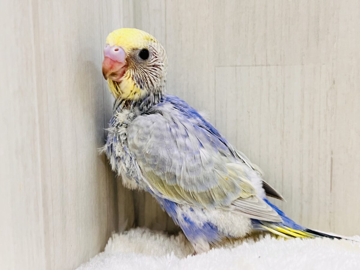 鮮やかなパンジー🌺華やかさだけじゃない！セキセイインコのパステルレインボー🌈