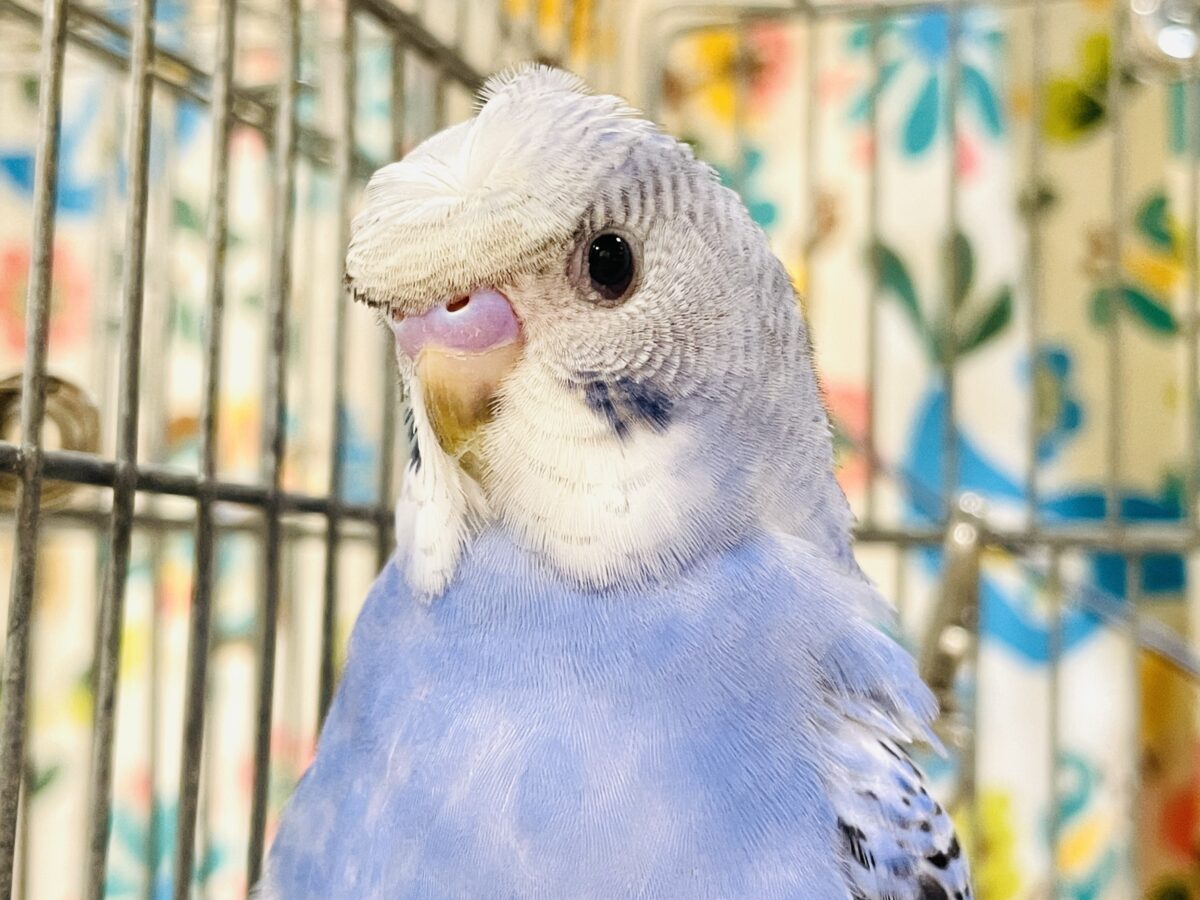 梵天セキセイインコ