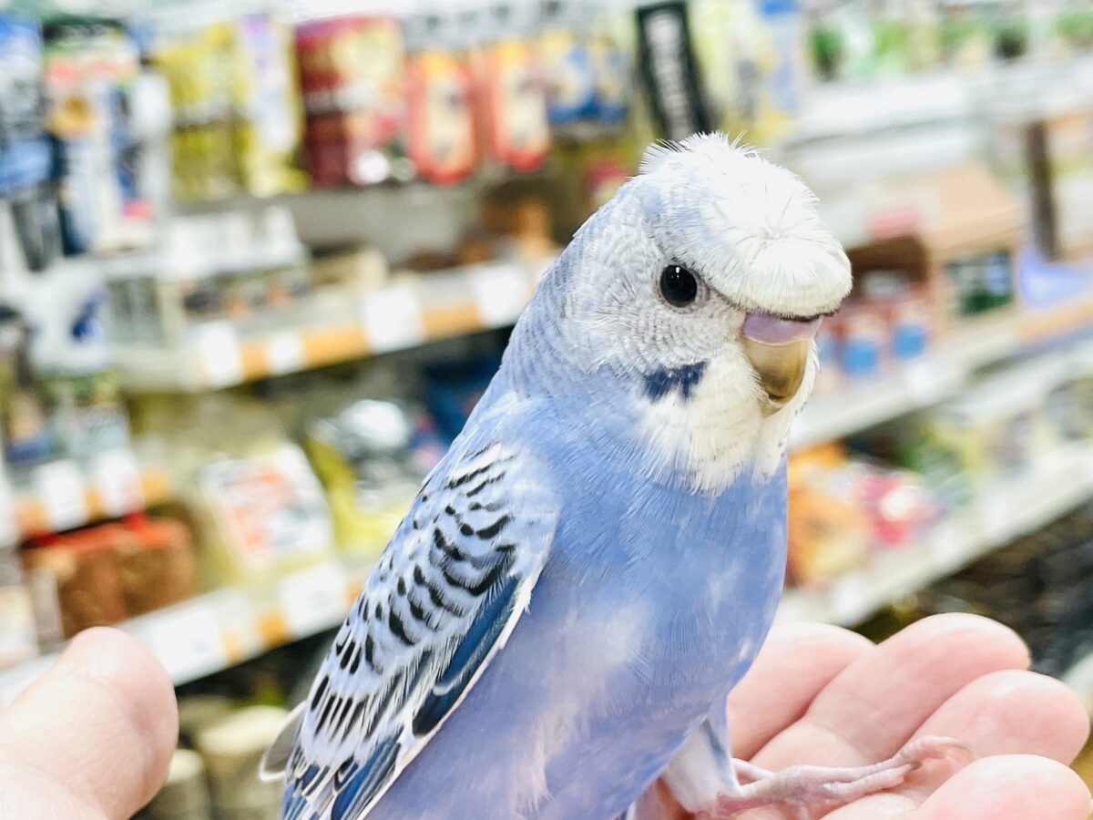 梵天セキセイインコ