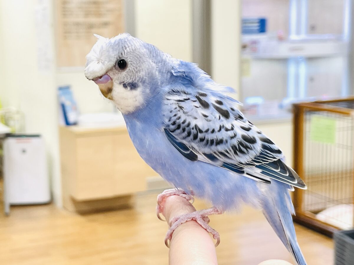梵天セキセイインコ