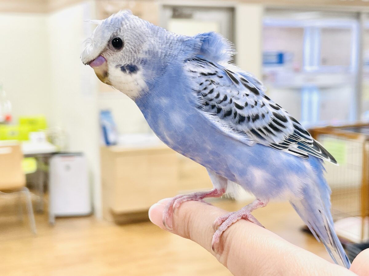 梵天セキセイインコ