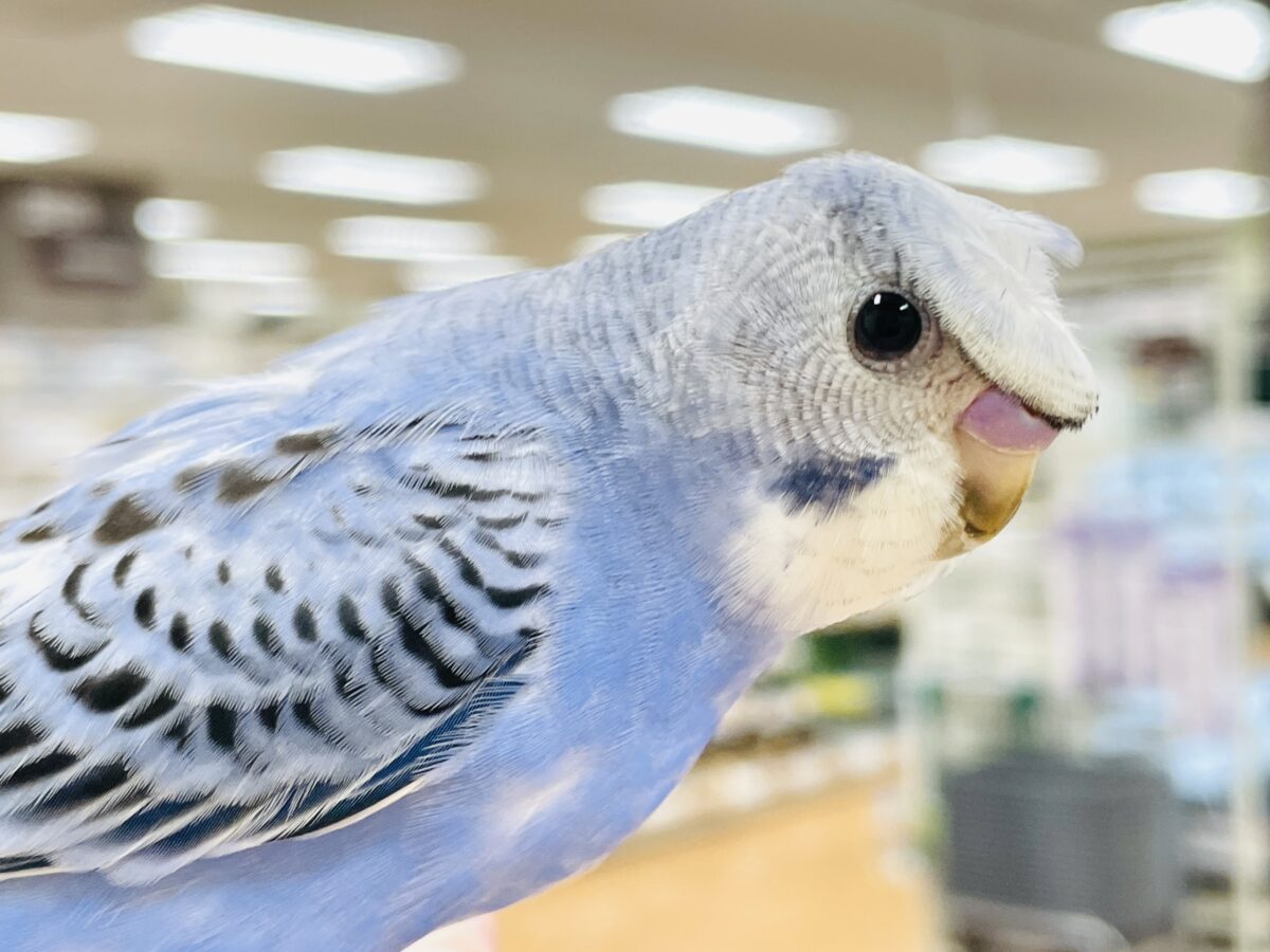 梵天セキセイインコ