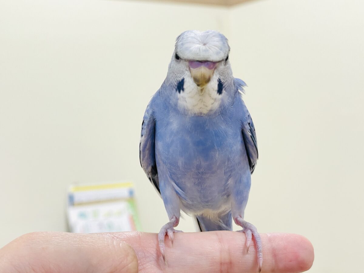 梵天セキセイインコ