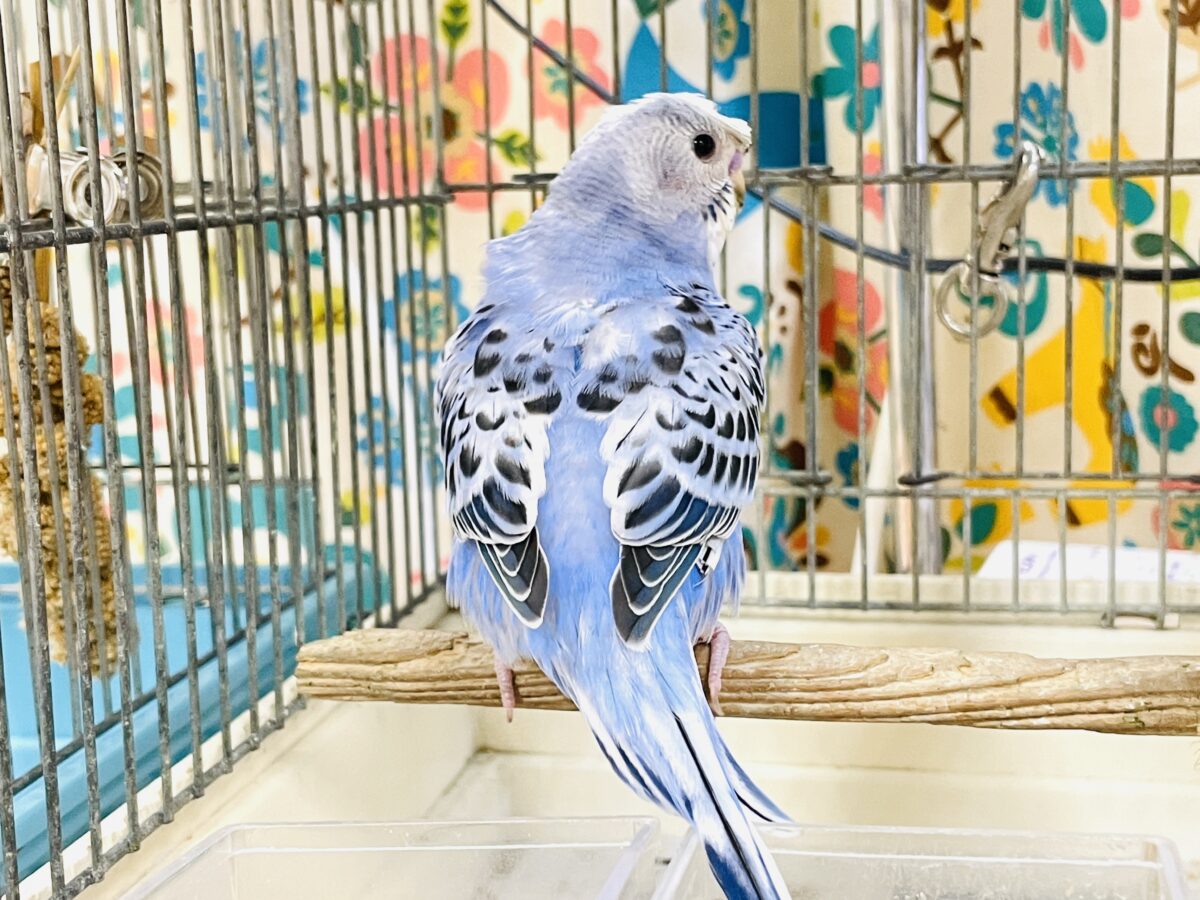梵天セキセイインコ