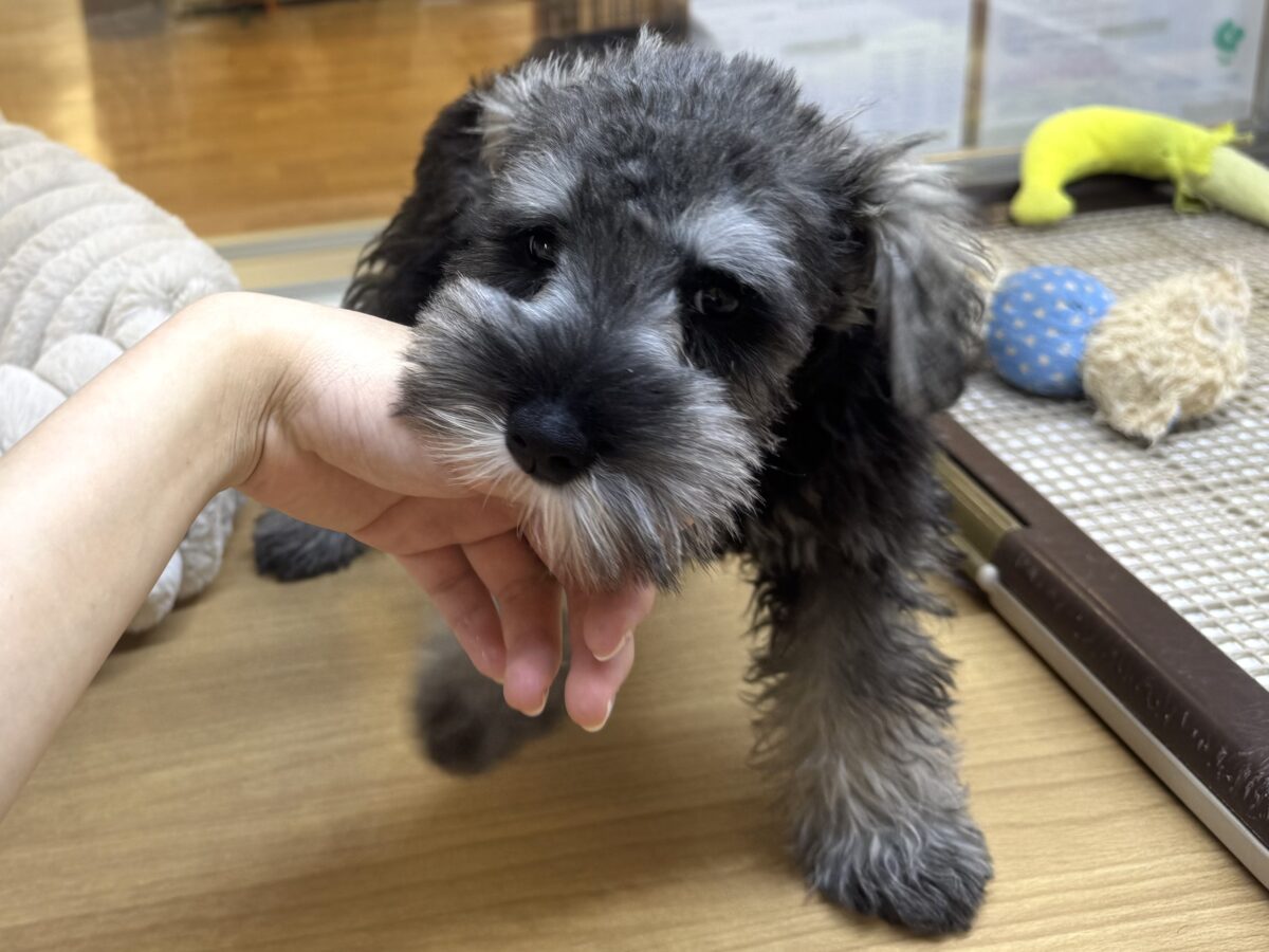 ミニチュアシュナウザー