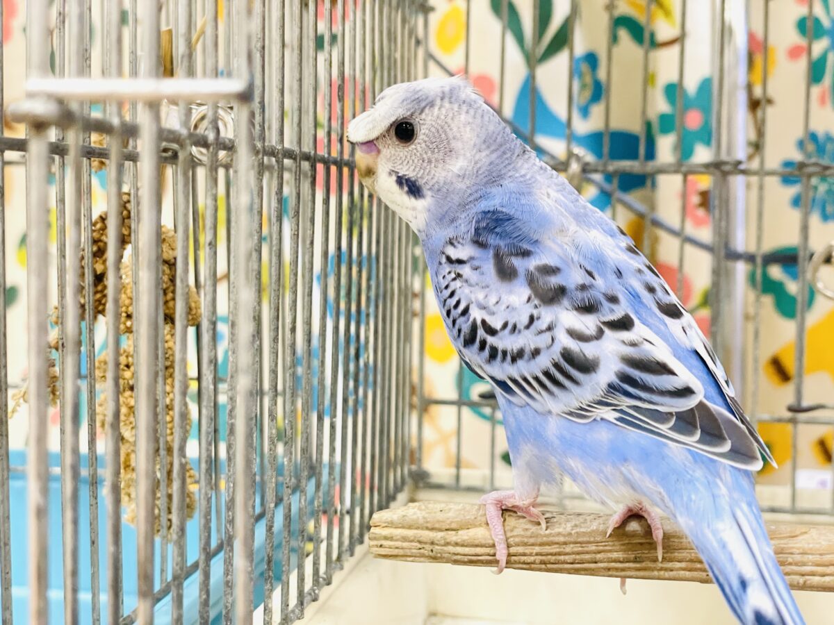 梵天セキセイインコ
