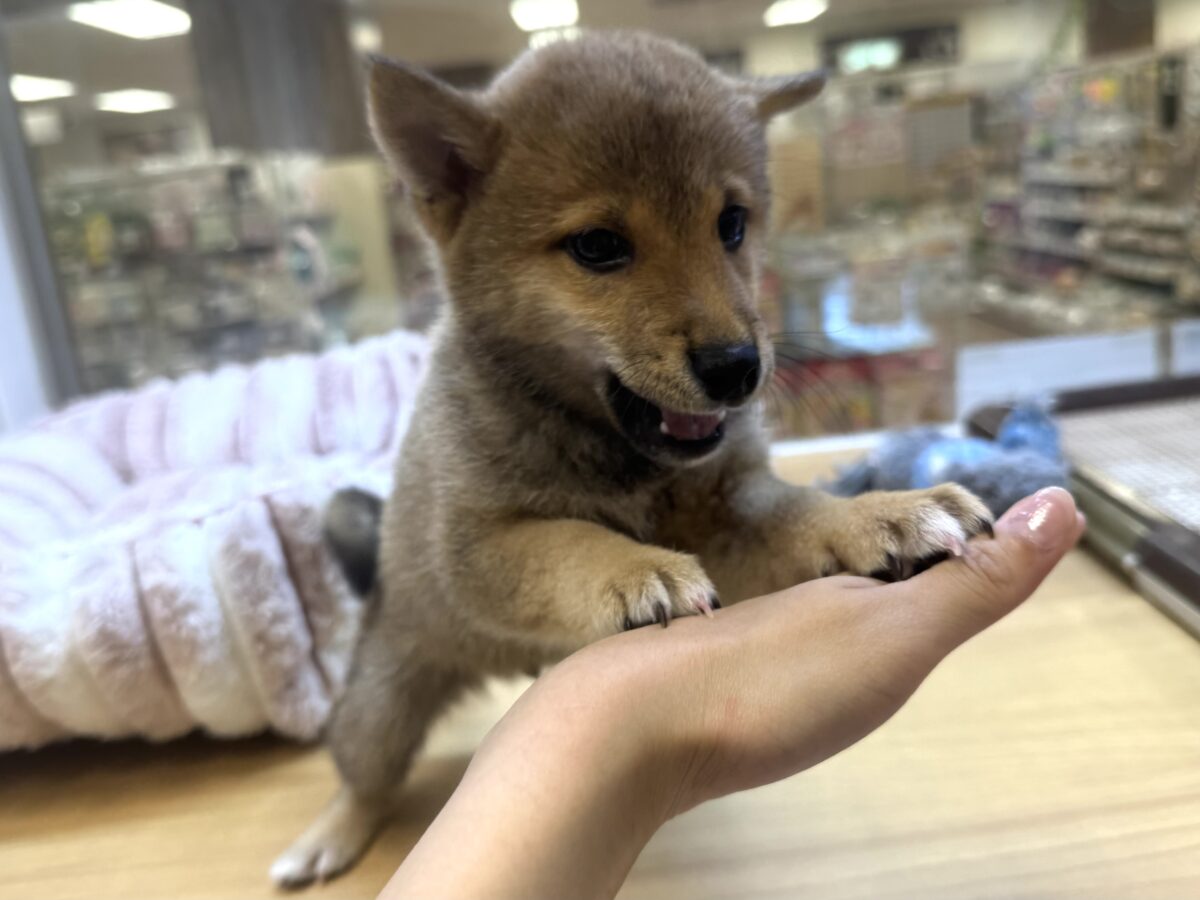 豆柴