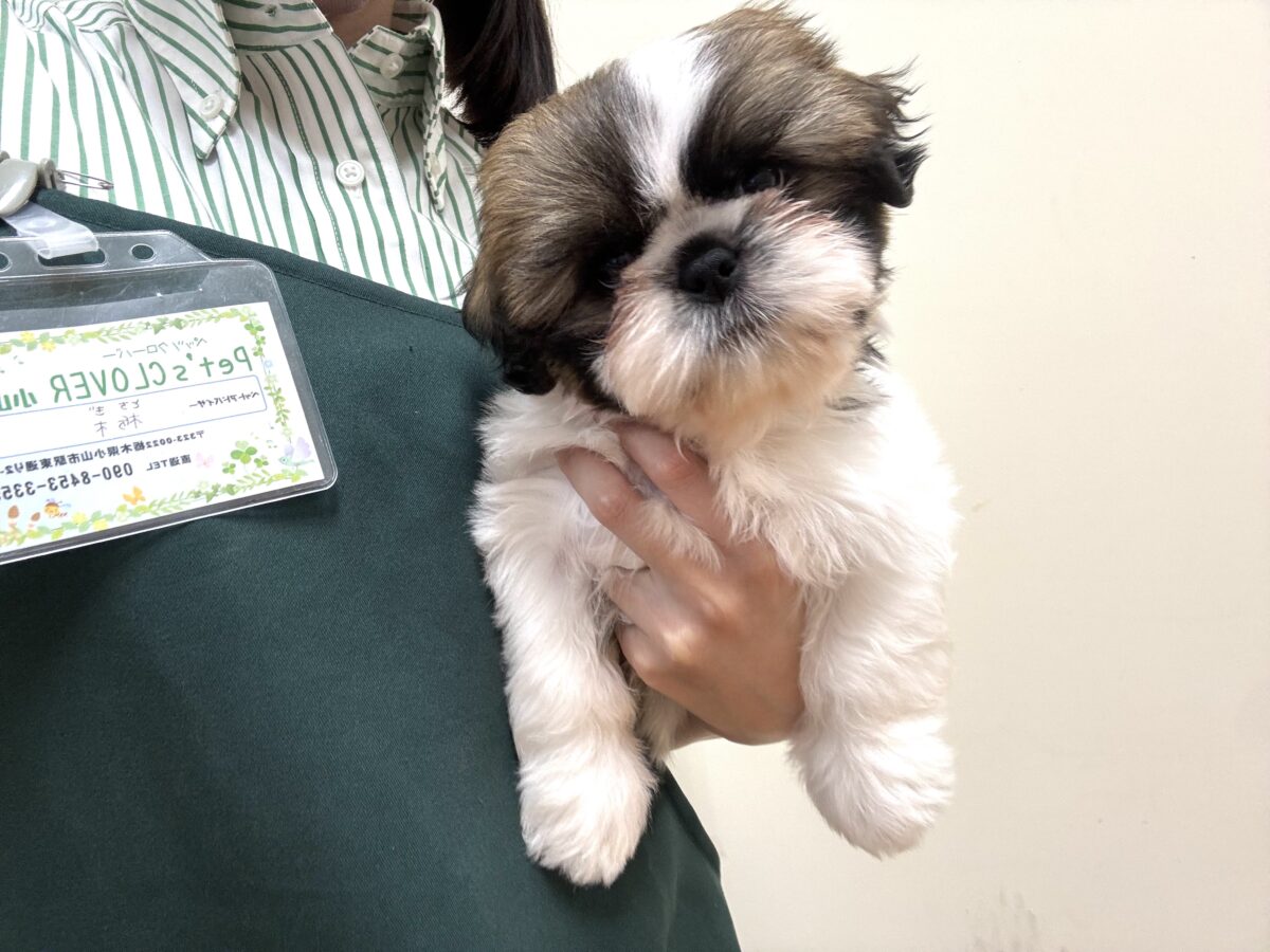 シーズー