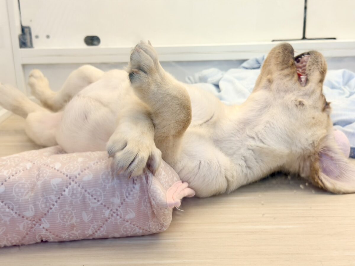ラブラドール