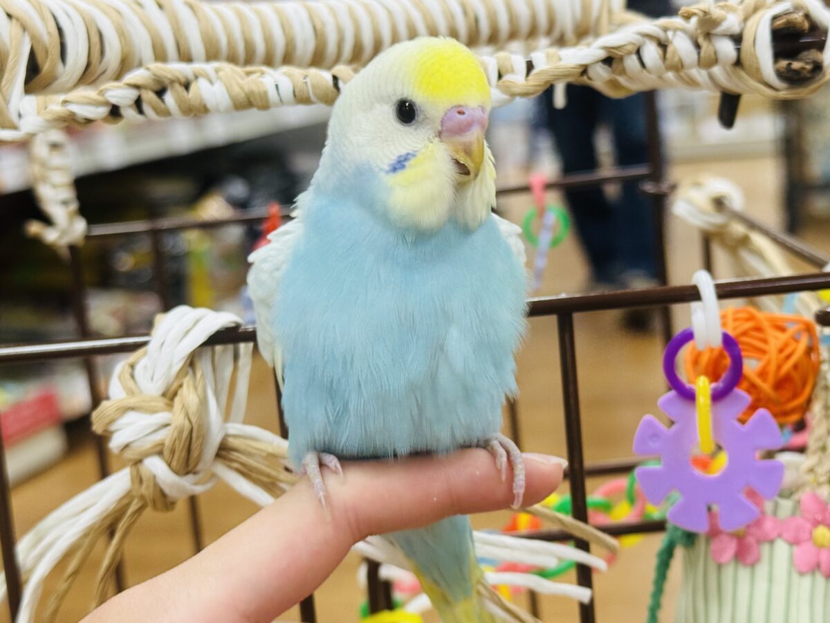 セキセイインコ