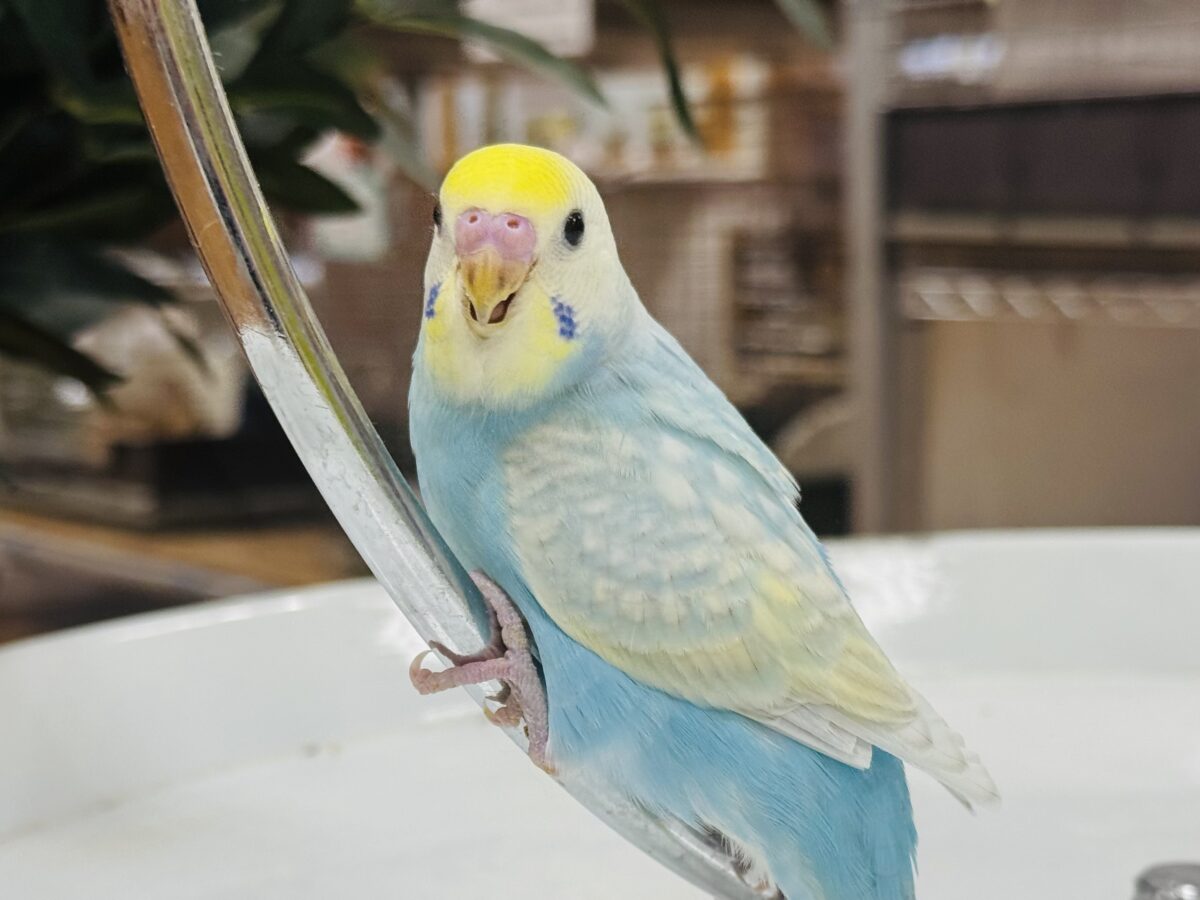 セキセイインコ