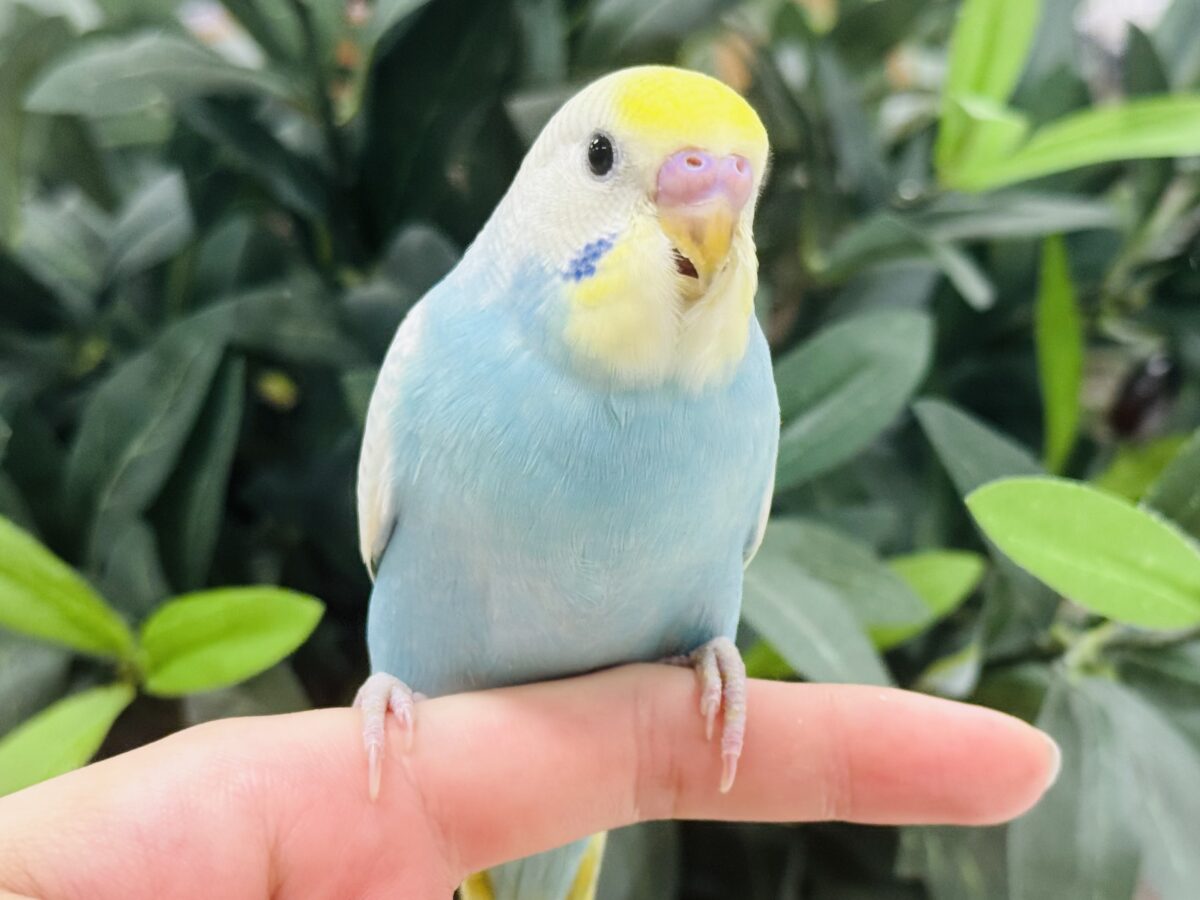 セキセイインコ