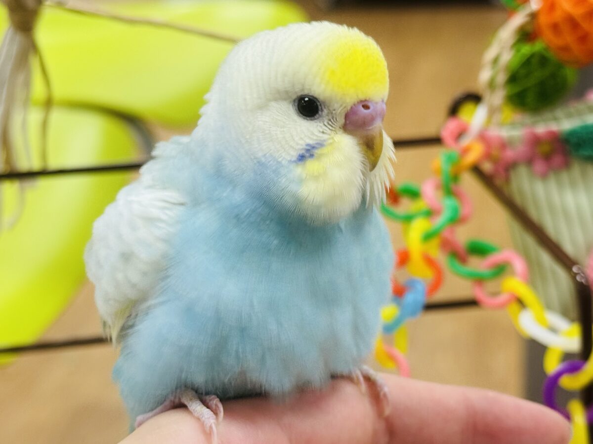 最新画像】しゅわしゅわ爽やかラムネちゃん🐣🎐セキセイインコ