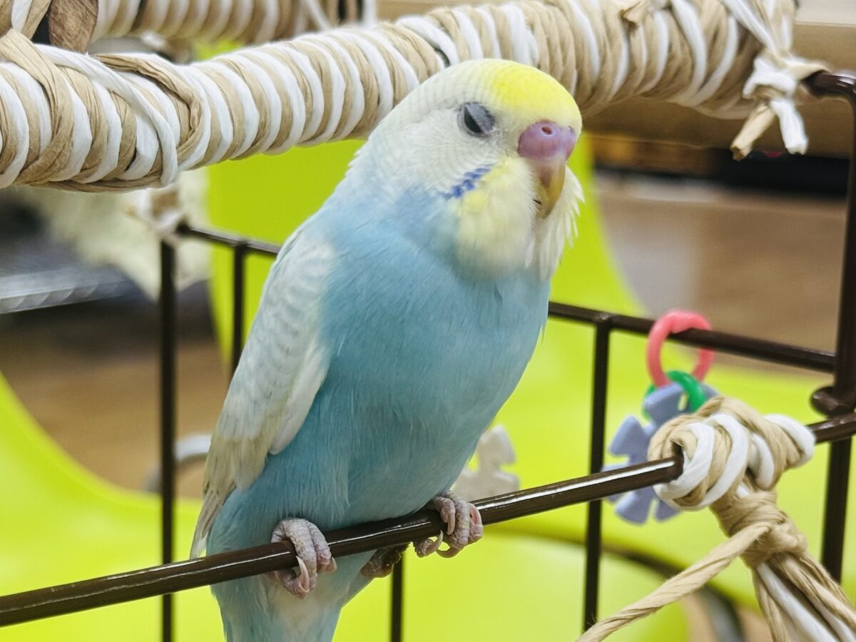 セキセイインコ