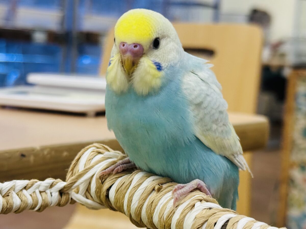 セキセイインコ