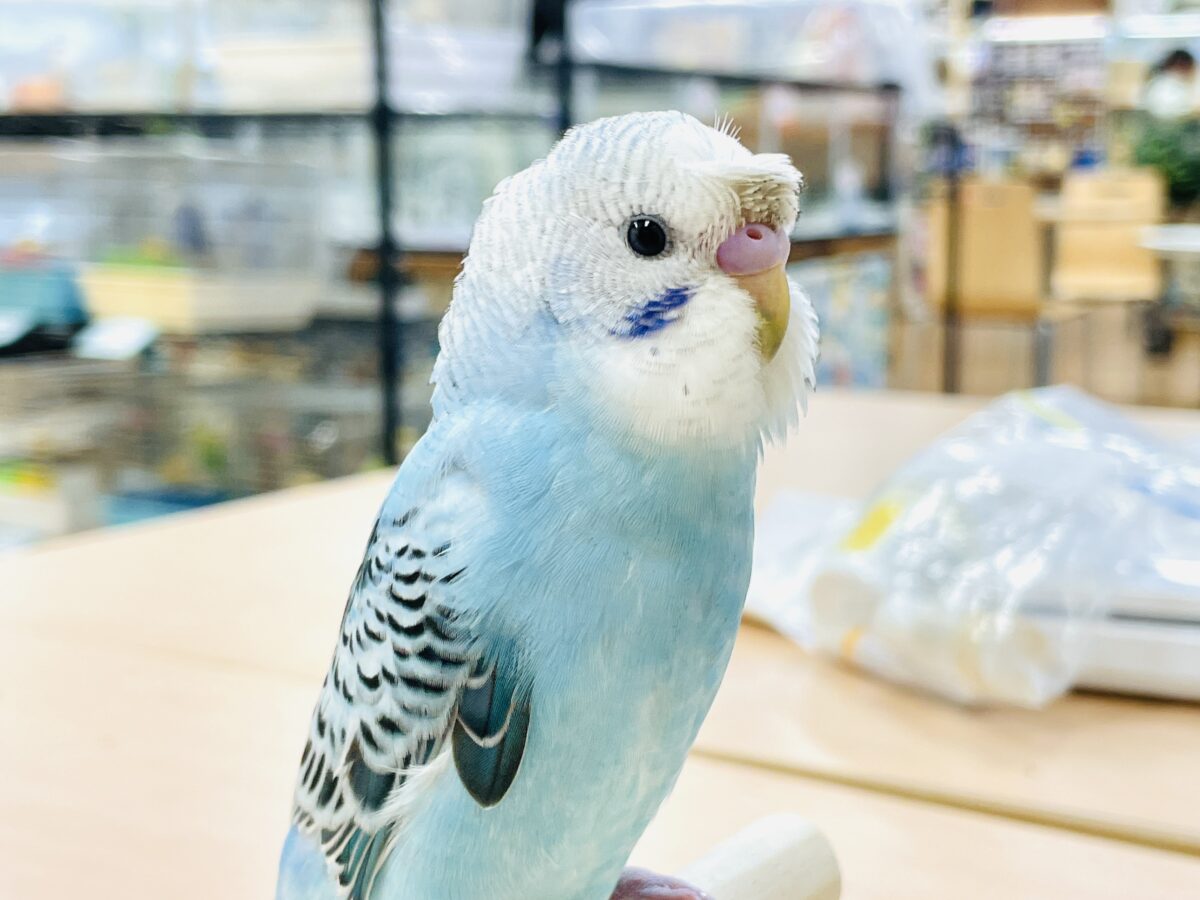 梵天セキセイインコ