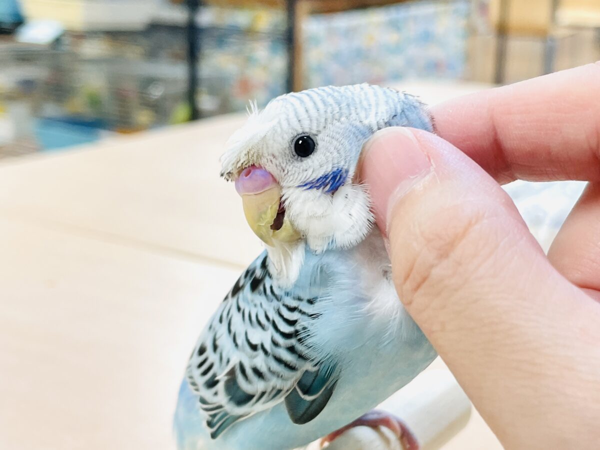 梵天セキセイインコ