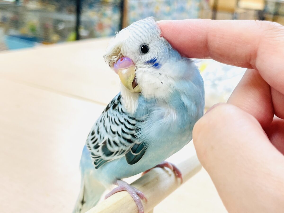 梵天セキセイインコ
