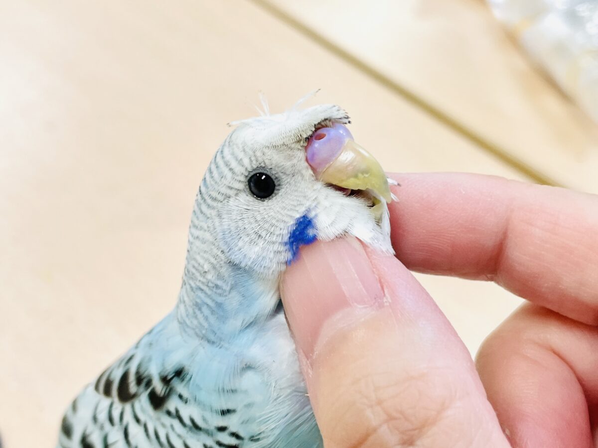 梵天セキセイインコ