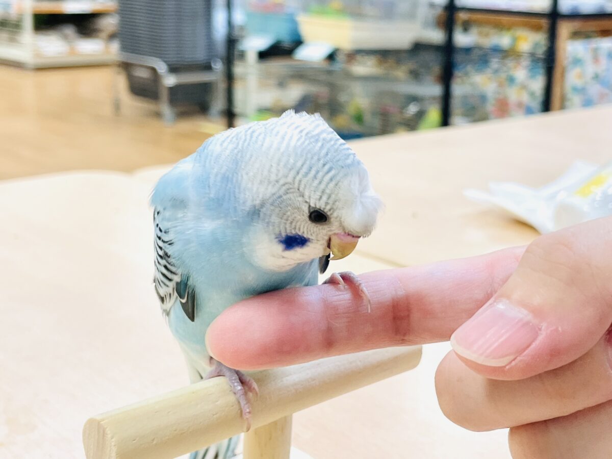梵天セキセイインコ
