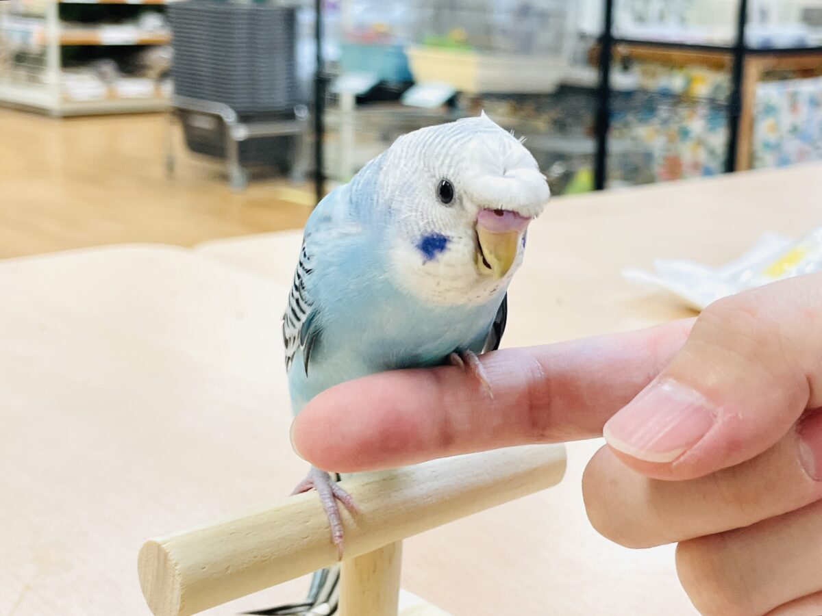 梵天セキセイインコ