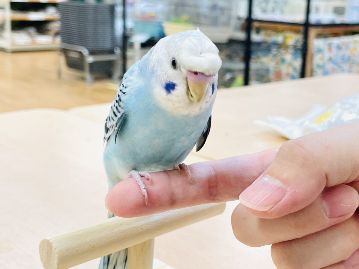 梵天セキセイインコ