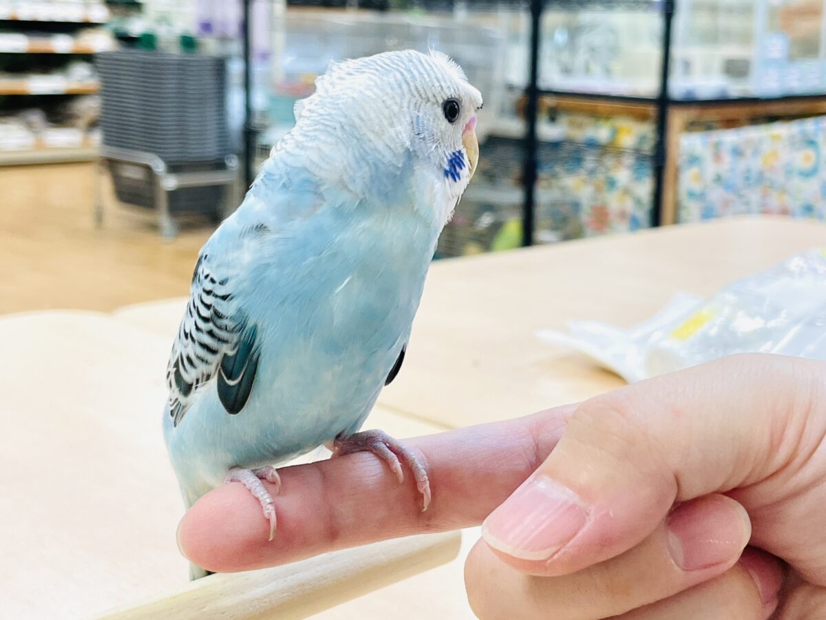 梵天セキセイインコ