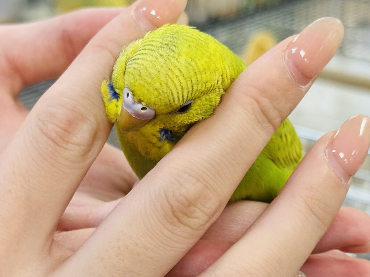 セキセイインコ