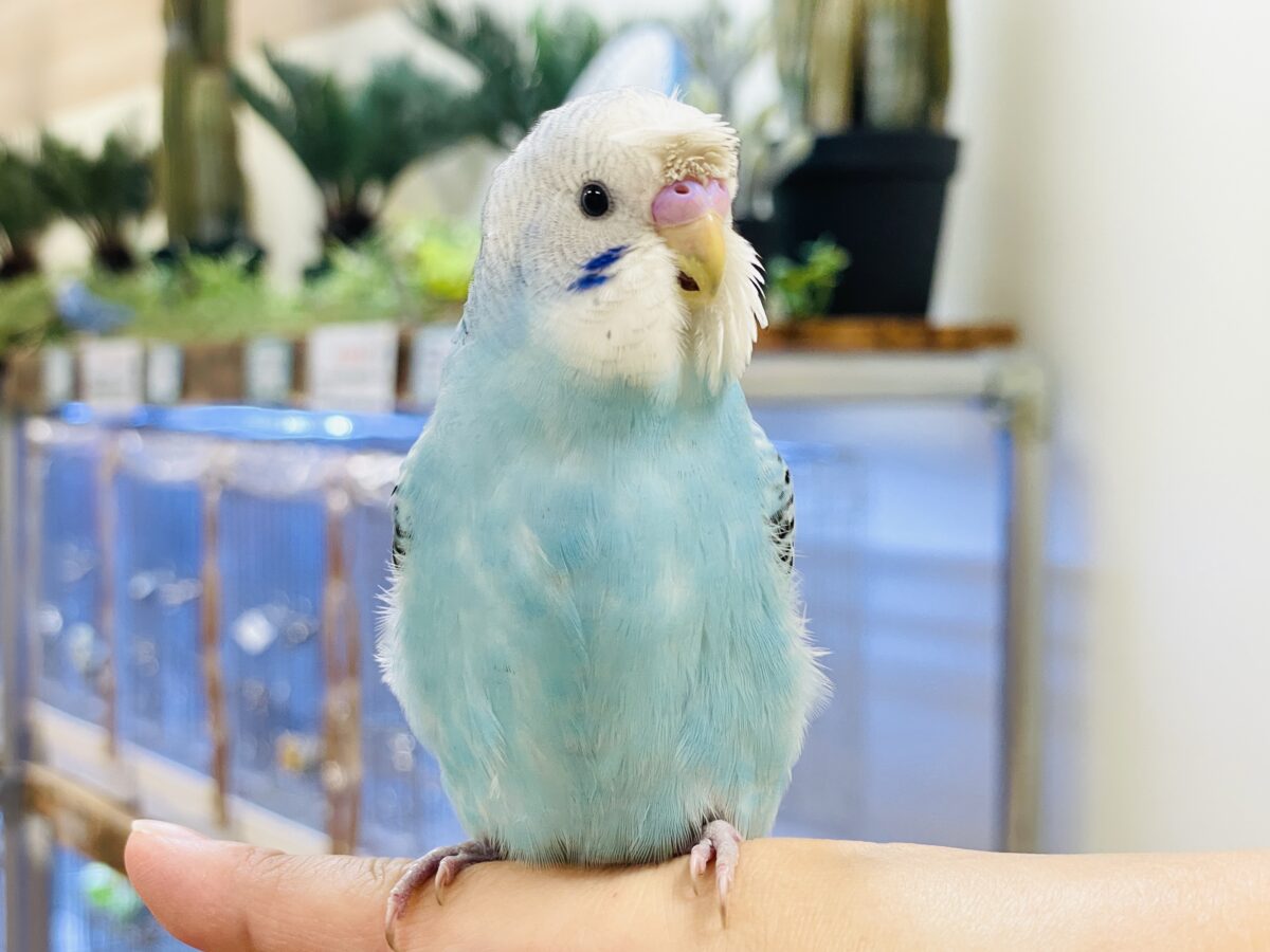 梵天セキセイインコ