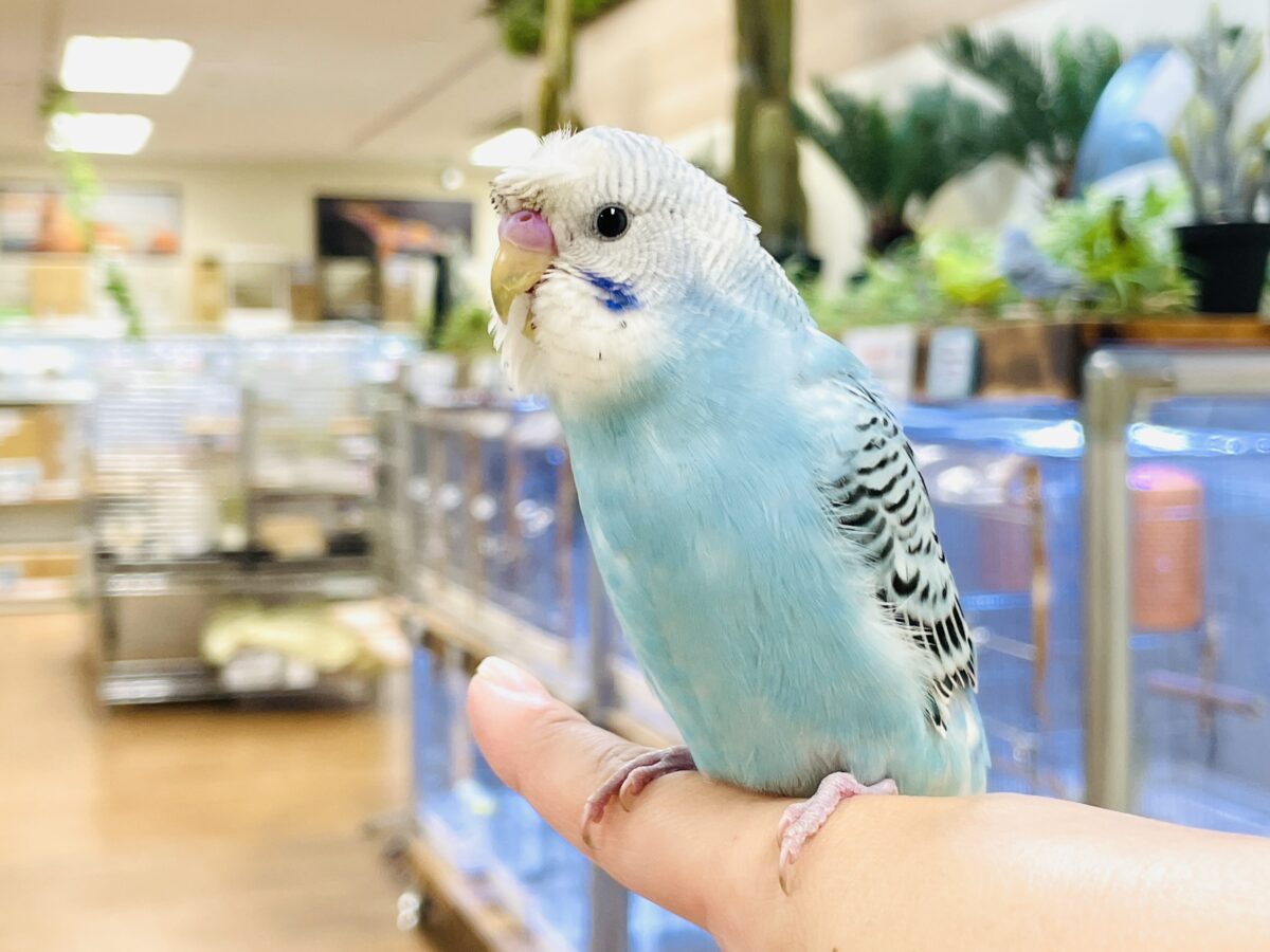 梵天セキセイインコ