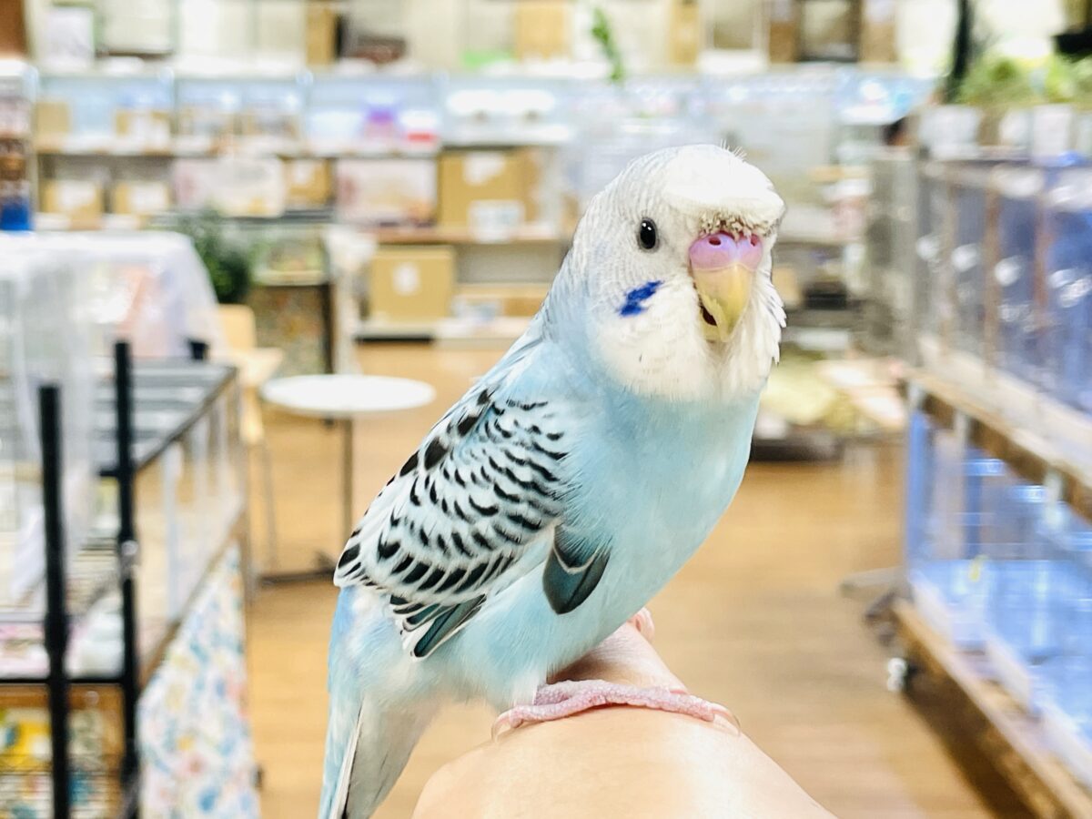 【最新画像】夏だからサンバイザーつけてきたよ🏖☀️梵天セキセイインコ（オパーリン）ヒナ