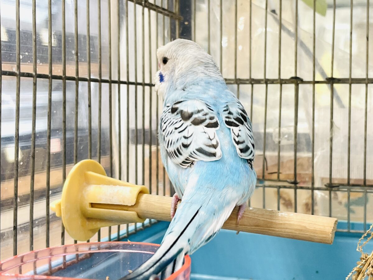 梵天セキセイインコ
