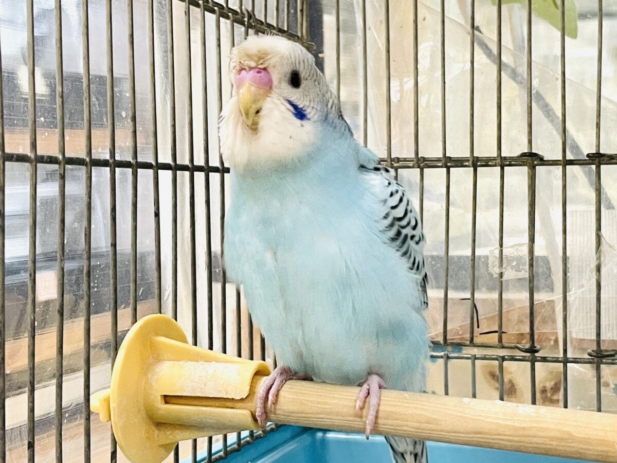 梵天セキセイインコ