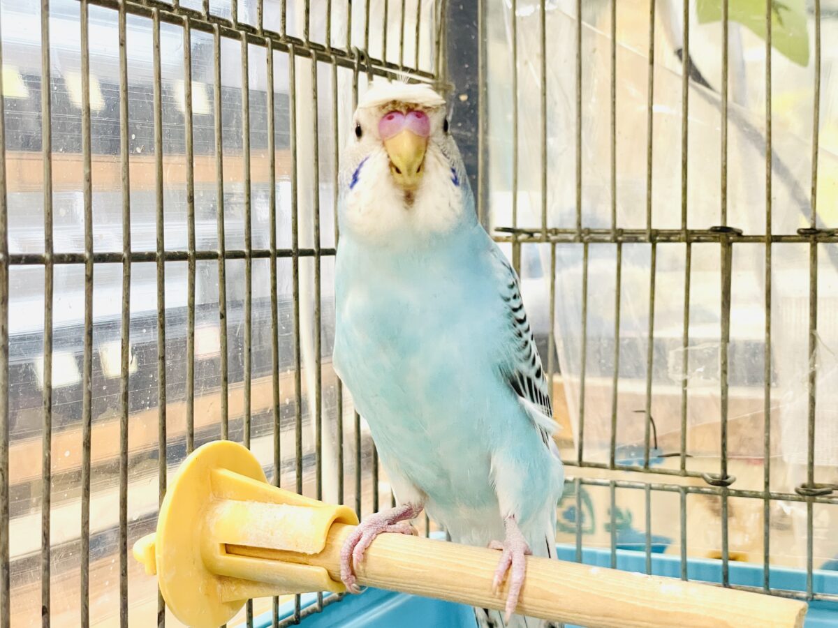 梵天セキセイインコ
