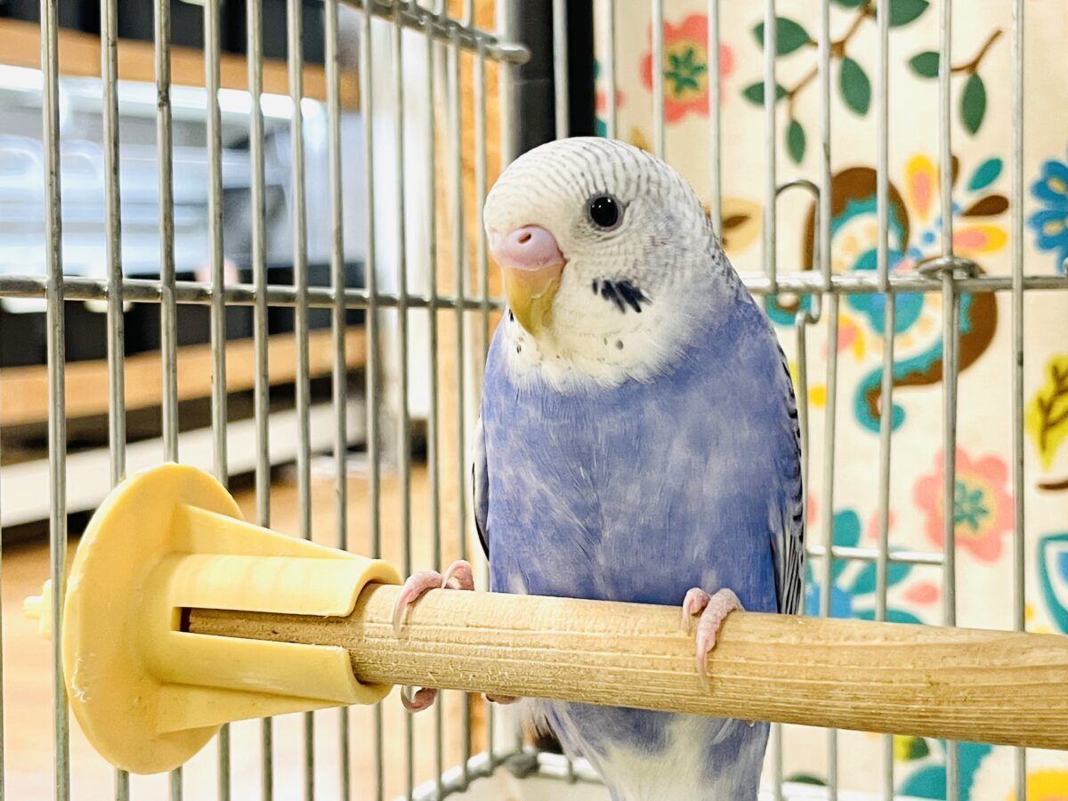 【最新画像】元気に鳴いて可愛くアピール💕セキセイインコ(オパーリン) セキセイインコ