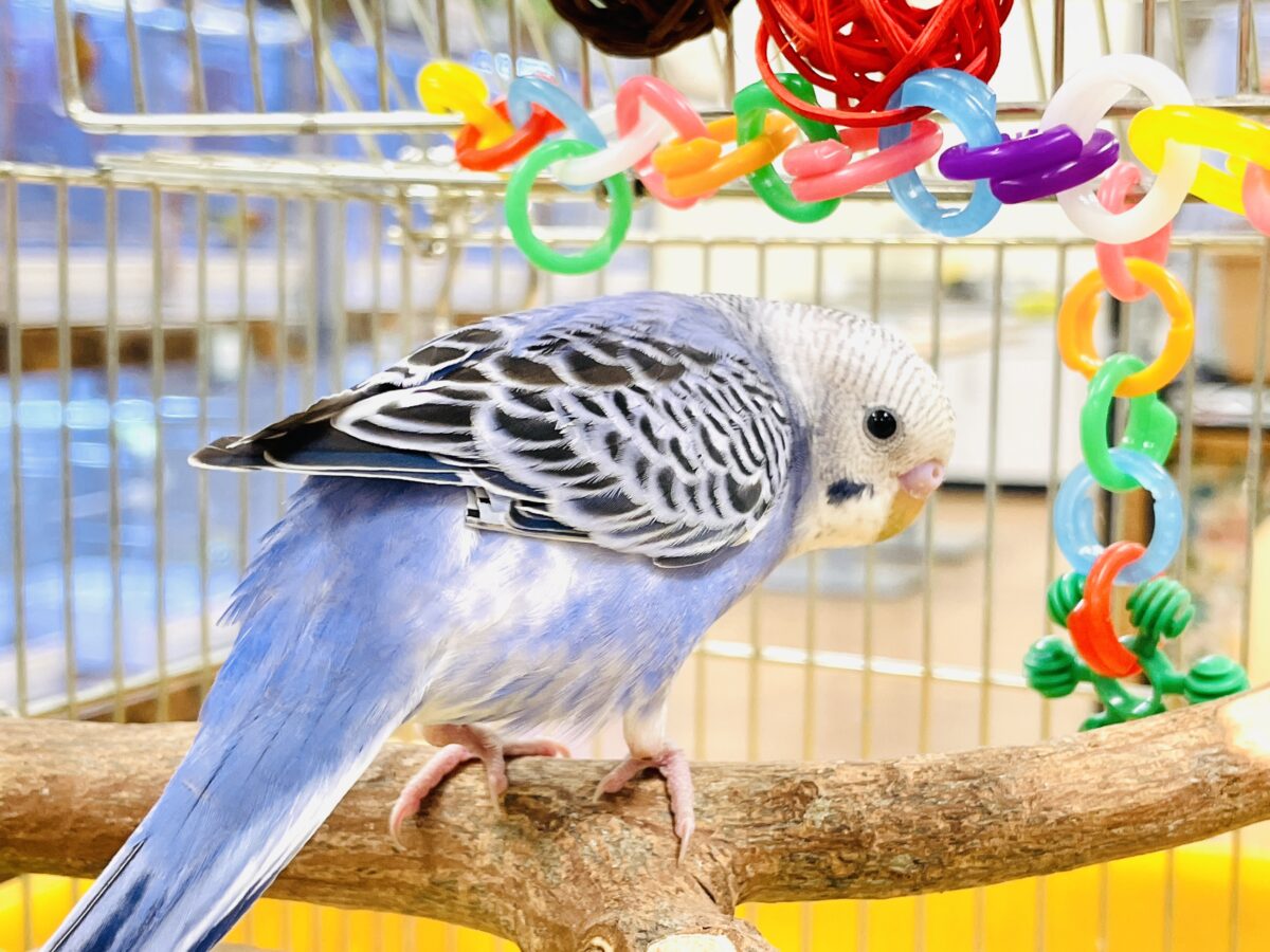 【最新画像】元気に鳴いて可愛くアピール💕セキセイインコ(オパーリン) セキセイインコ