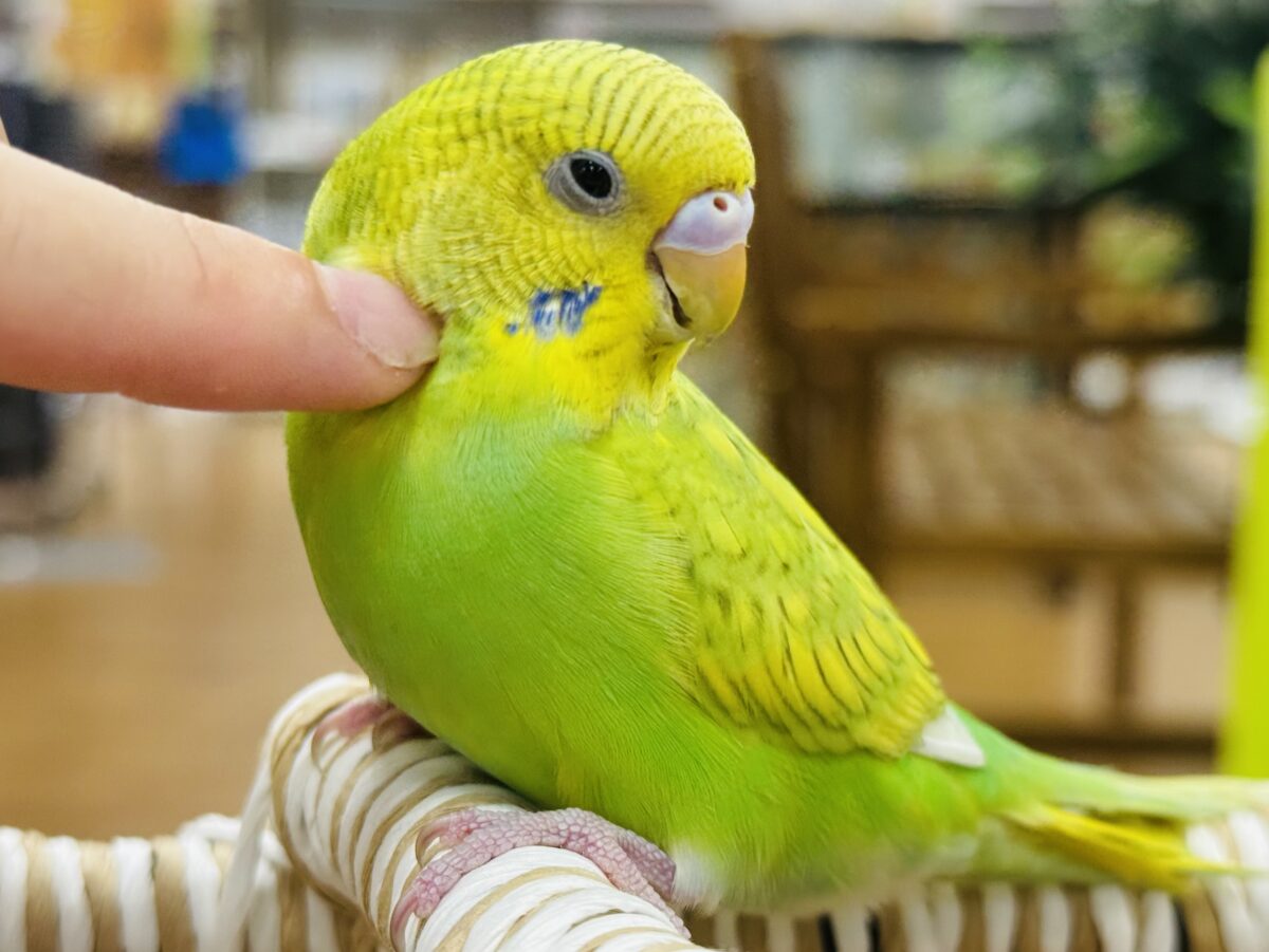 セキセイインコ