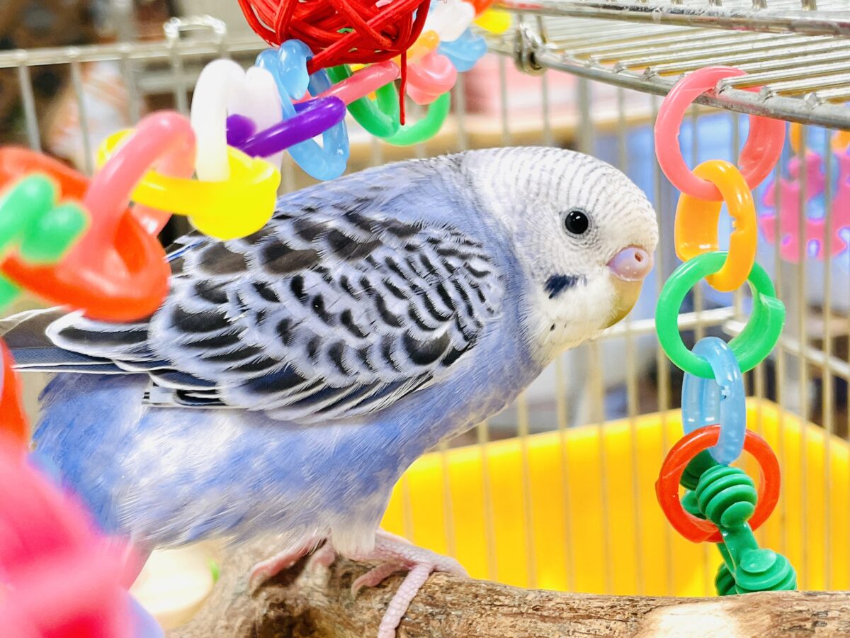 セキセイインコ
