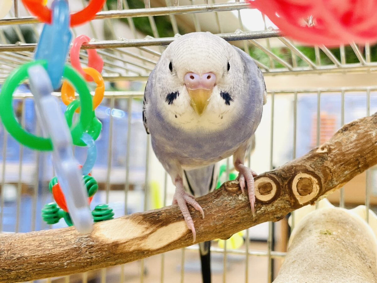 セキセイインコ