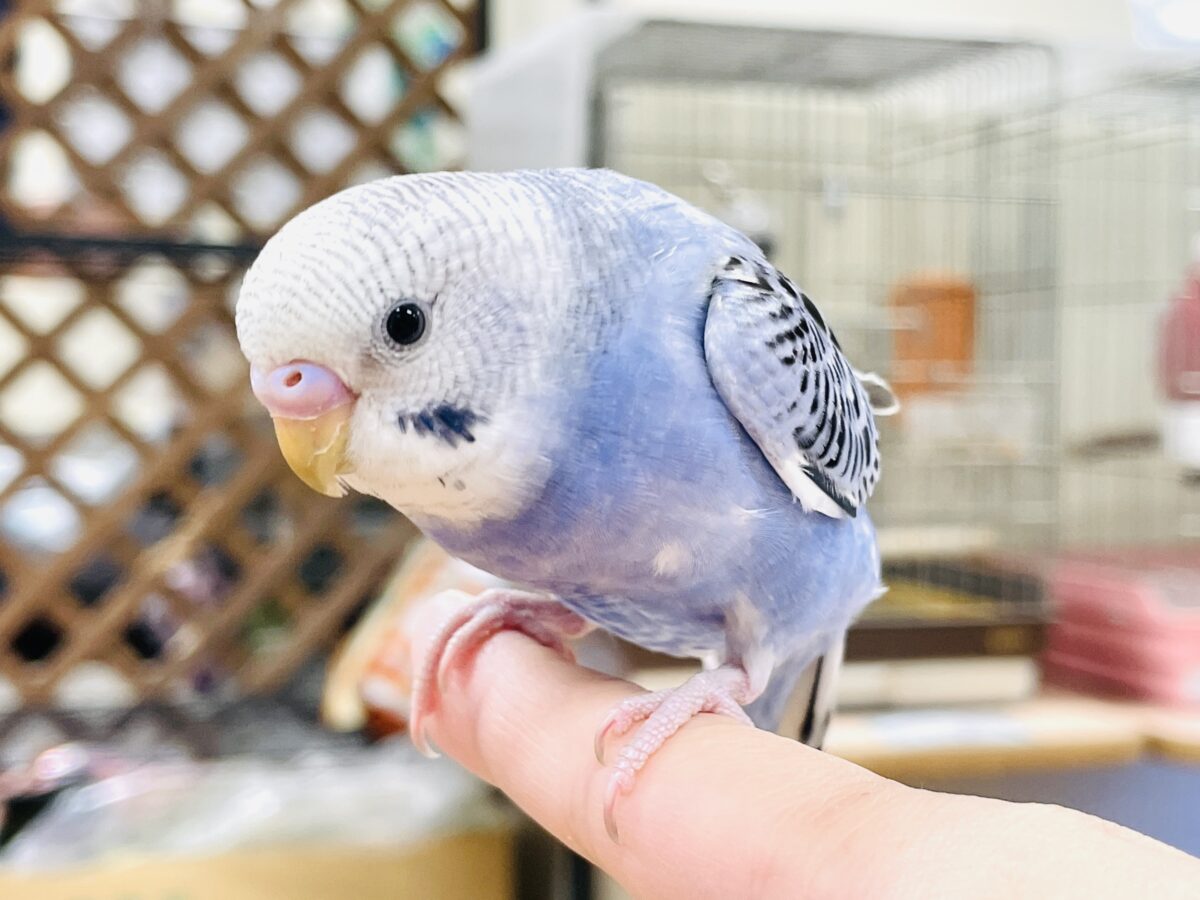 【最新画像】元気に鳴いて可愛くアピール💕セキセイインコ(オパーリン) セキセイインコ