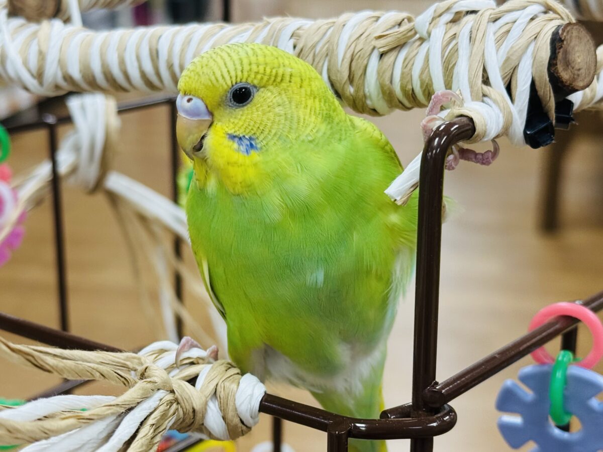 セキセイインコ