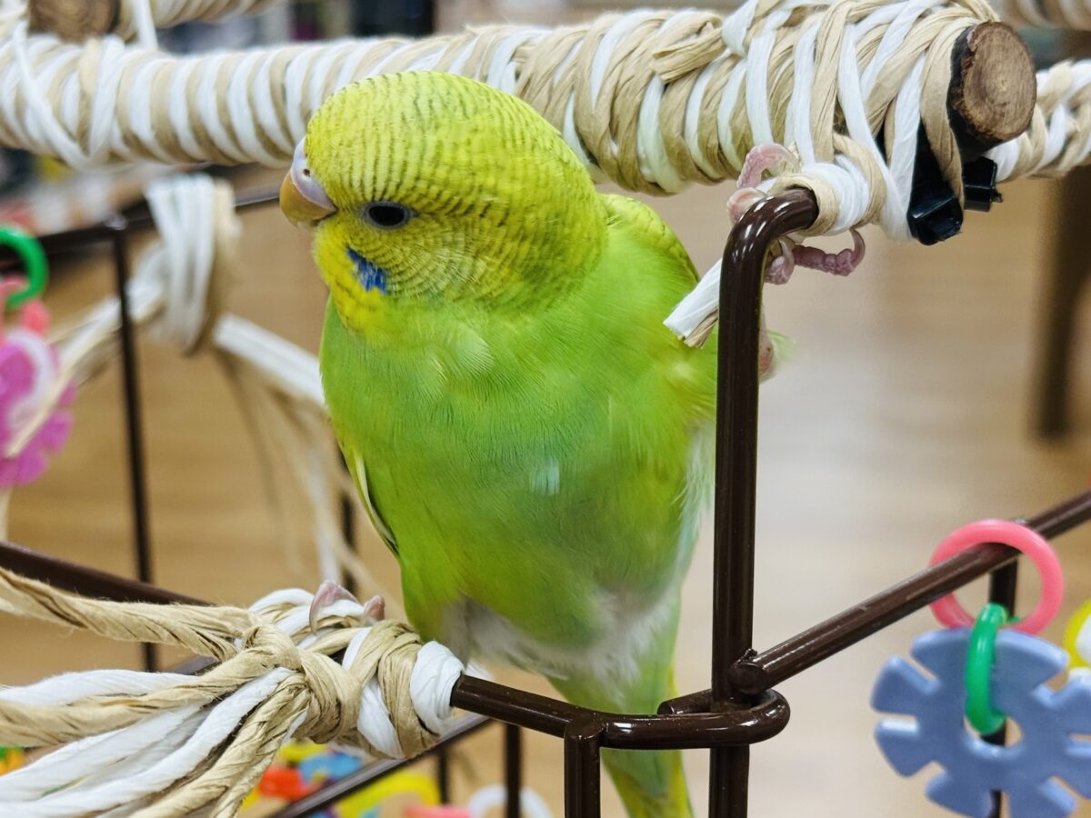 セキセイインコ