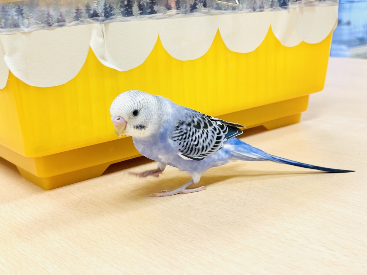 【最新画像】元気に鳴いて可愛くアピール💕セキセイインコ(オパーリン) セキセイインコ