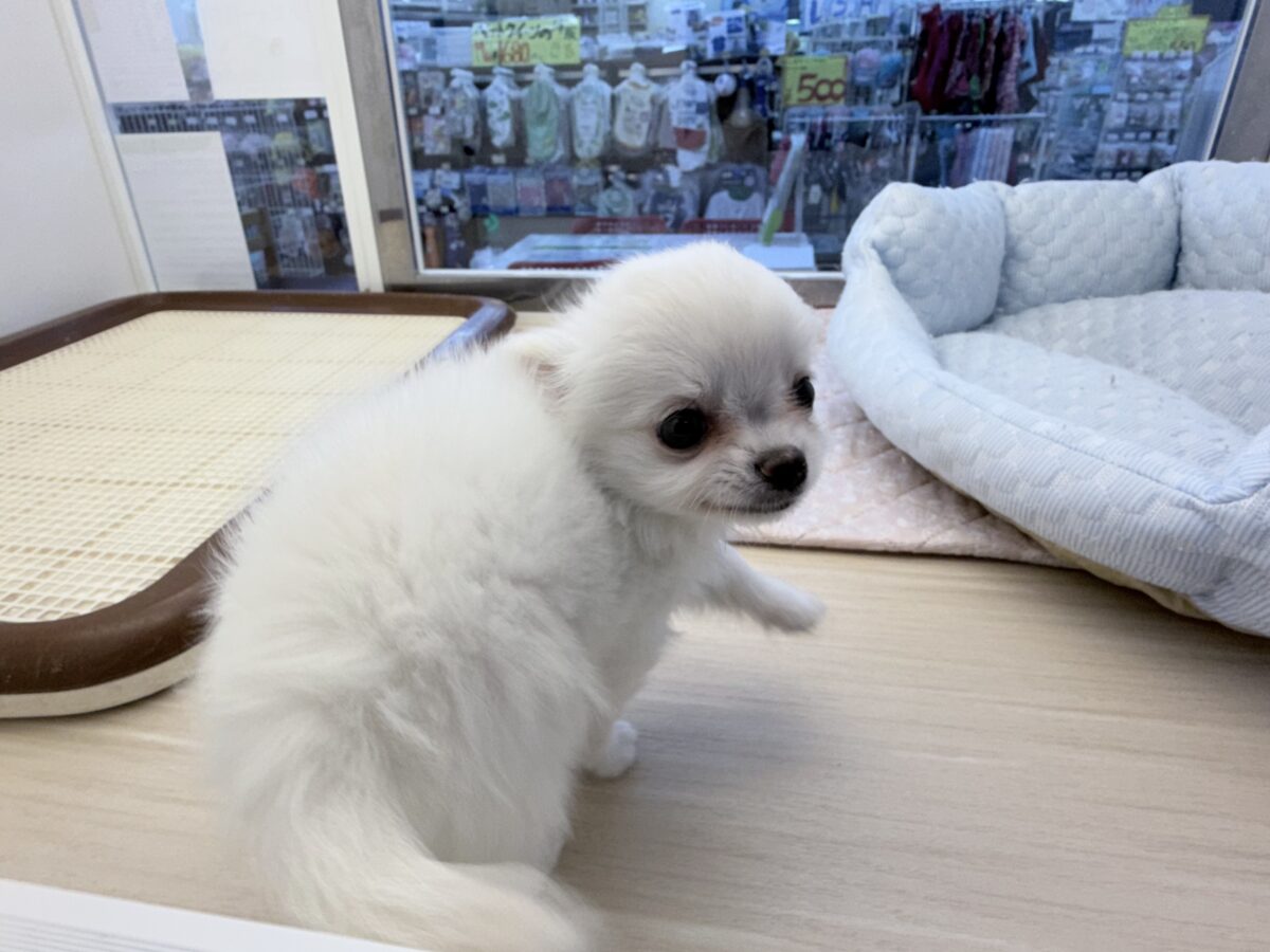 チワワ