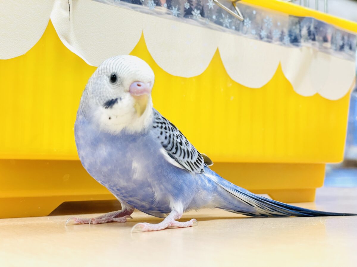 セキセイインコ