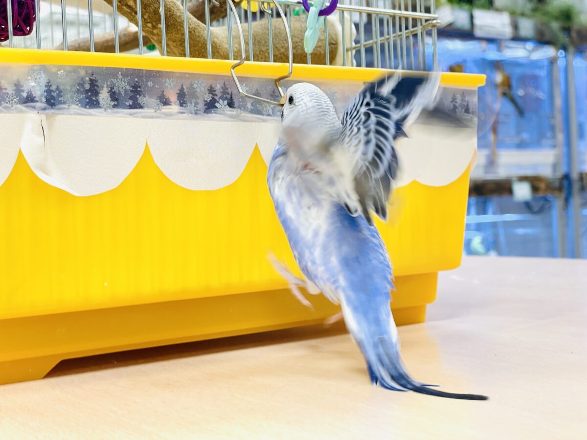 【最新画像】元気に鳴いて可愛くアピール💕セキセイインコ(オパーリン) セキセイインコ