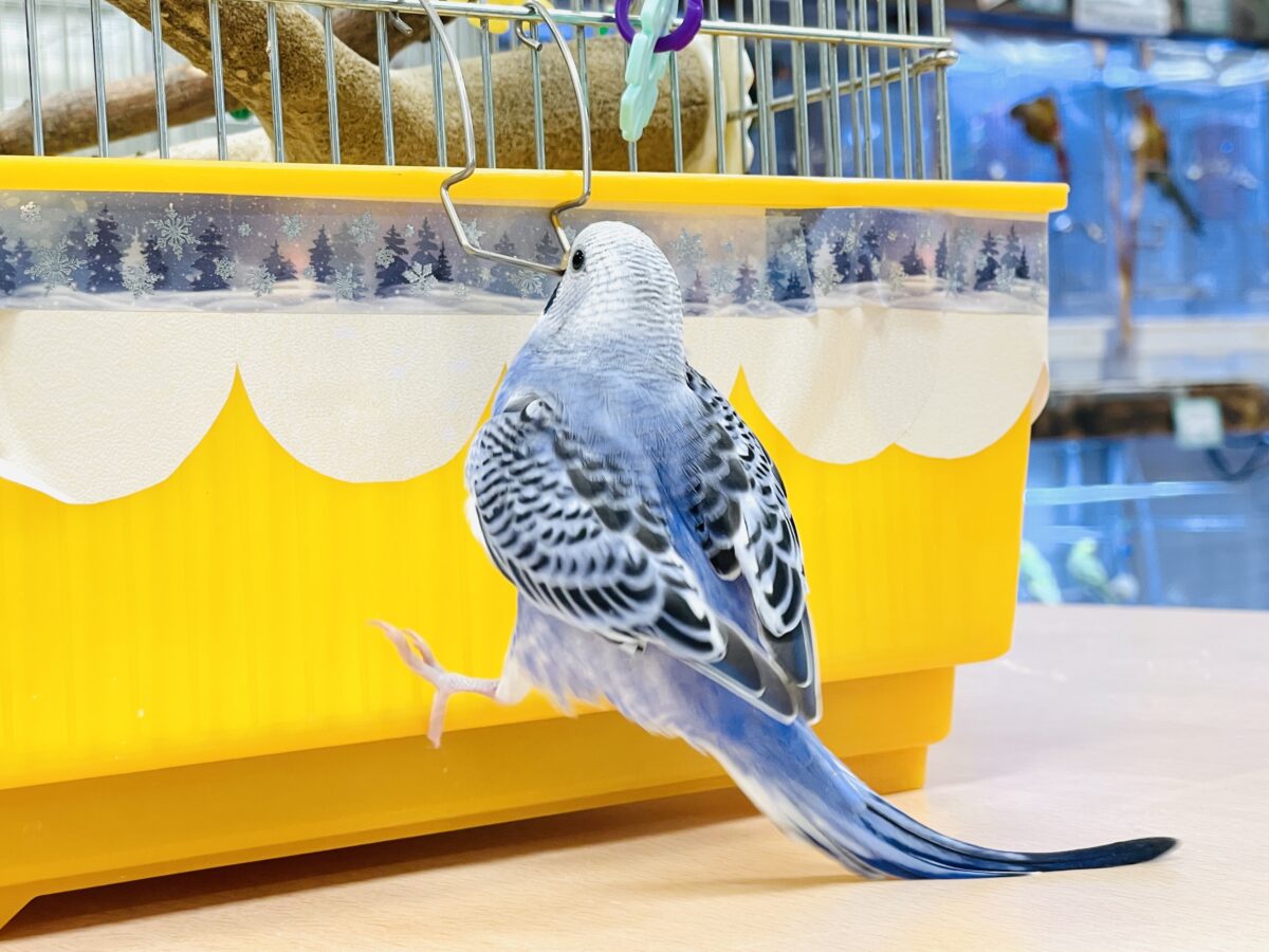 【最新画像】元気に鳴いて可愛くアピール💕セキセイインコ(オパーリン) セキセイインコ